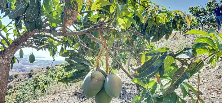 Venta de parcela residencial en Cajíz 0