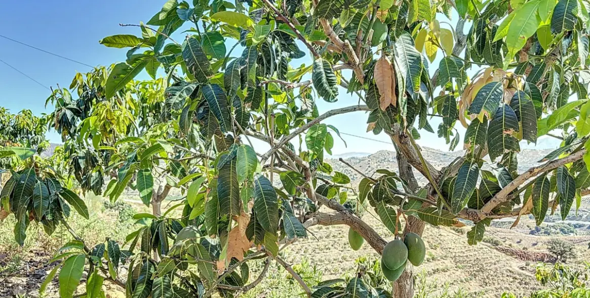 Продажа  жилого участка в Cajíz 2