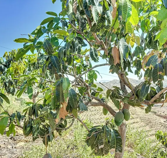 Venta de parcela residencial en Cajíz