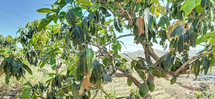 Venta de parcela residencial en Cajíz 1