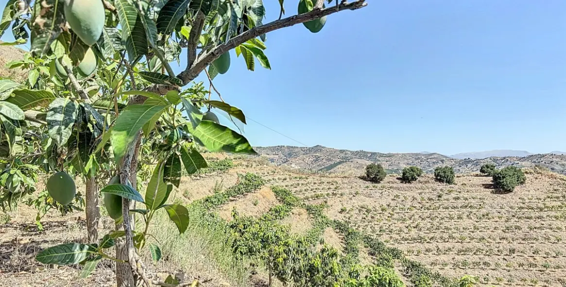 Продажа  жилого участка в Cajíz 3