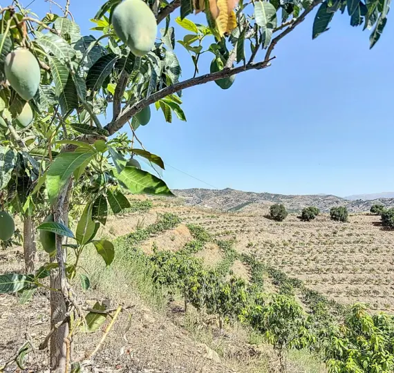 Venta de parcela residencial en Cajíz