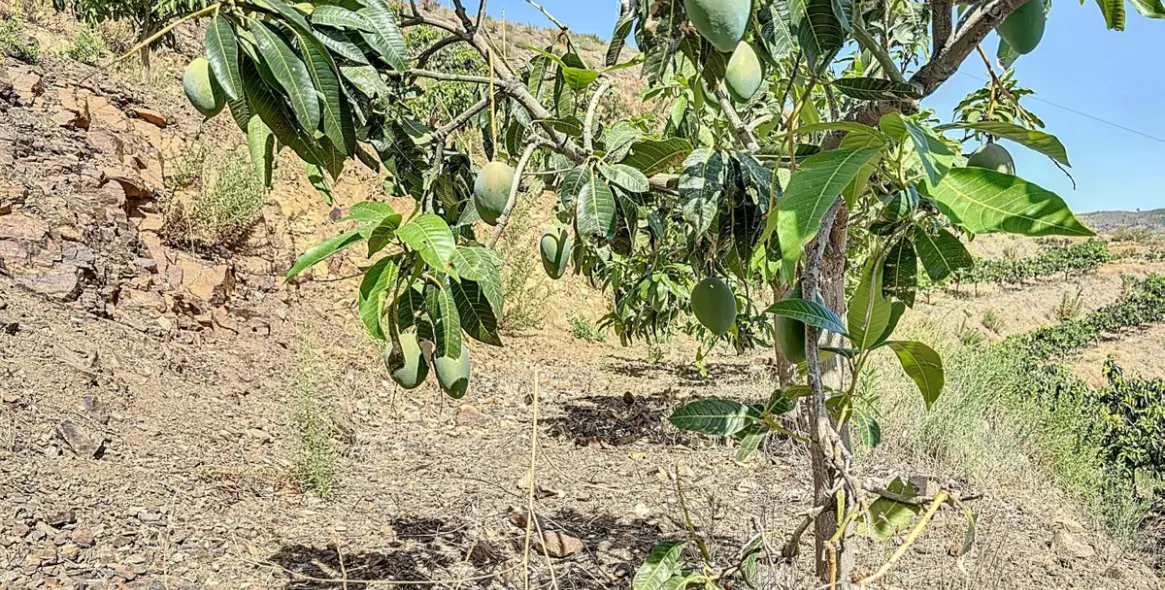 Продажа  жилого участка в Cajíz 4