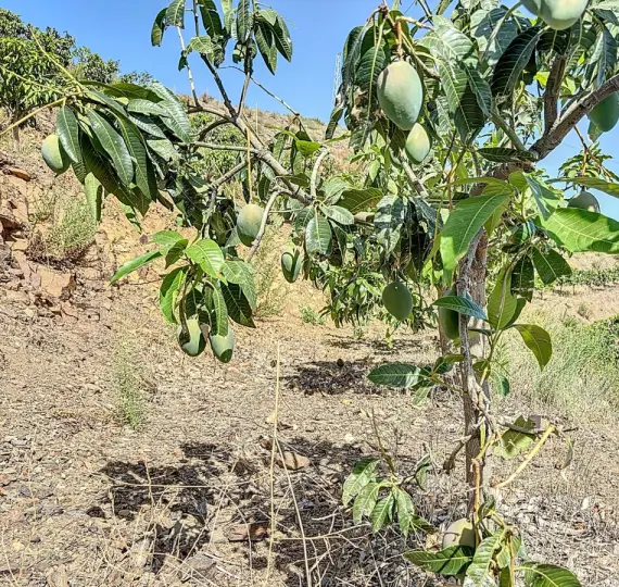 Venta de parcela residencial en Cajíz