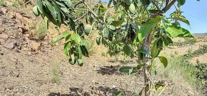 Venta de parcela residencial en Cajíz 3