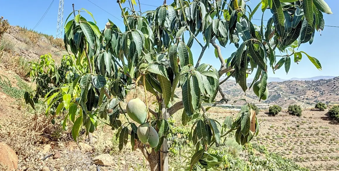 Продажа  жилого участка в Cajíz 5