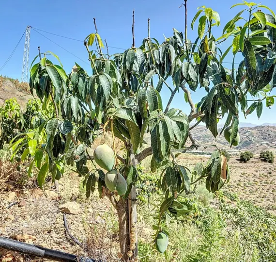 Venta de parcela residencial en Cajíz