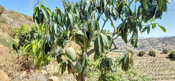 Venta de parcela residencial en Cajíz 4