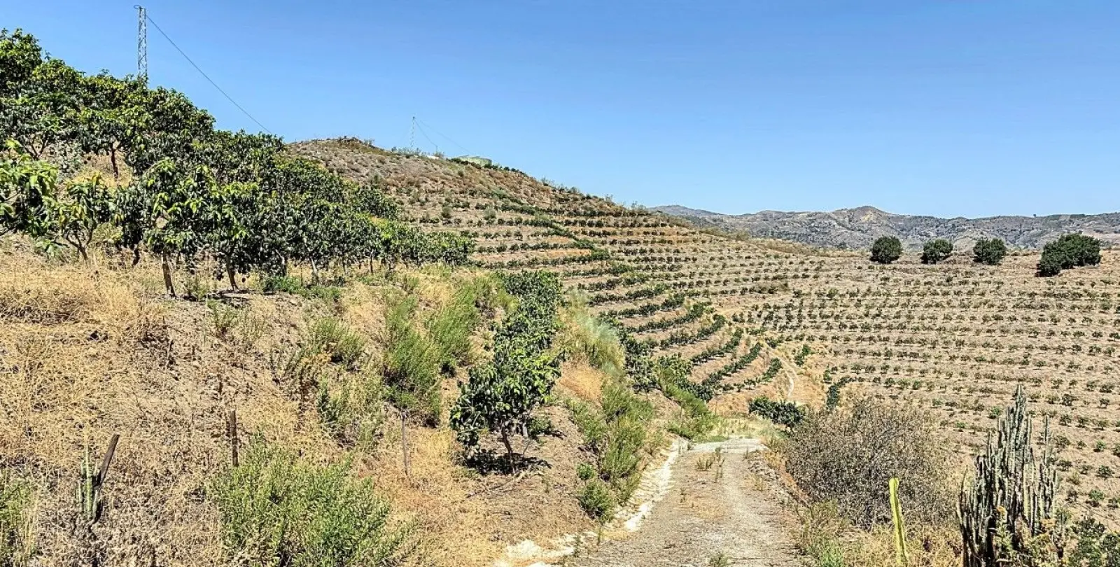 Sale of residential plot in Cajíz 26