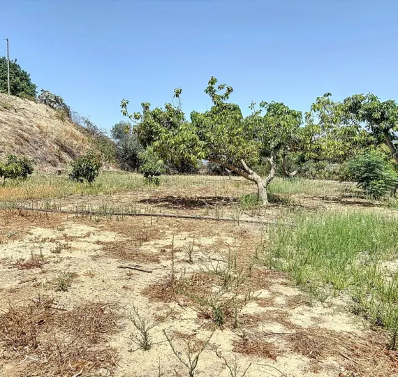 Sale of finca - cortijo in Torre del Mar