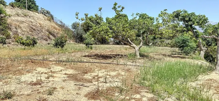 Sale of finca - cortijo in Torre del Mar 3