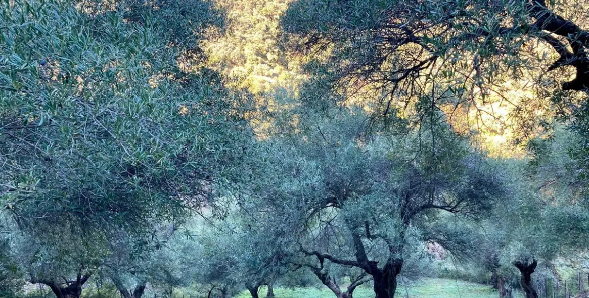 Sale of apartment complex in Benalauría 5