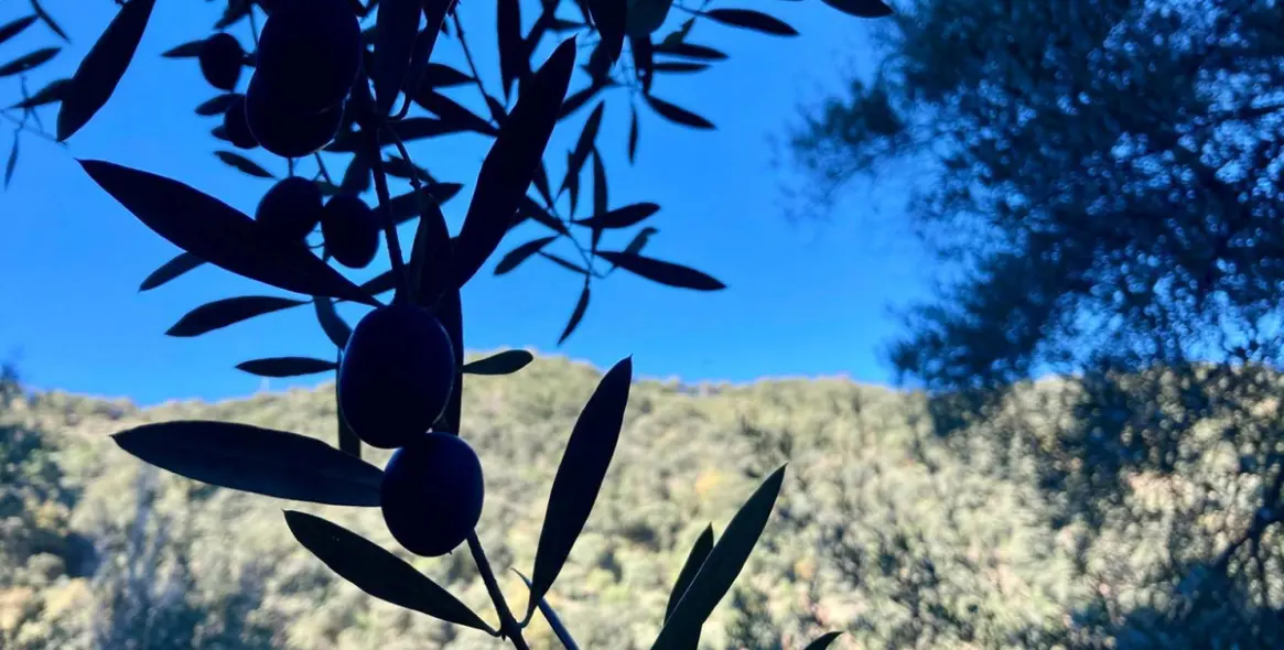 Sale of apartment complex in Benalauría 9