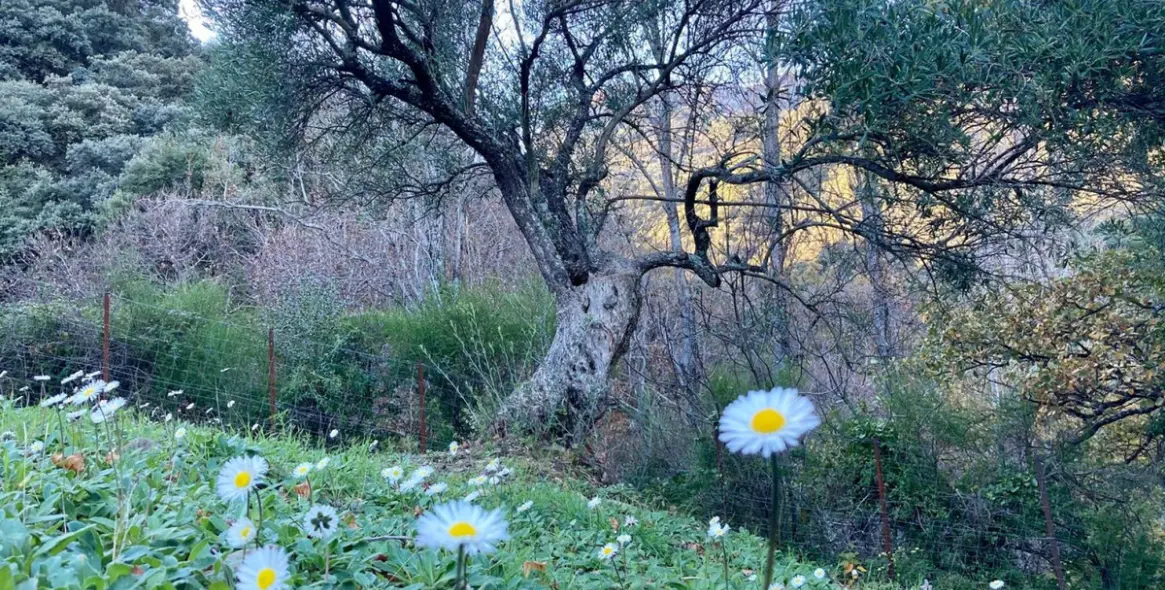 Sale of apartment complex in Benalauría 10
