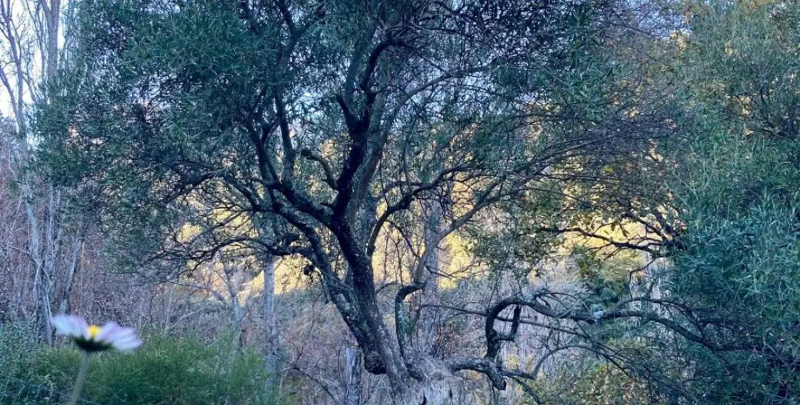 Sale of apartment complex in Benalauría 11
