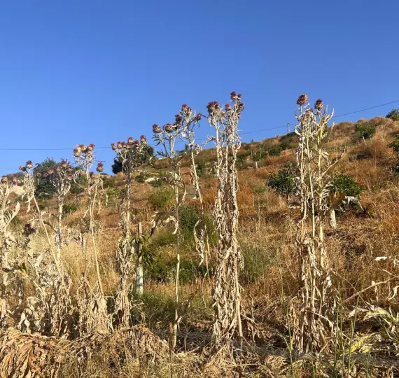 Venta de parcela residencial en Alhaurín el Grande