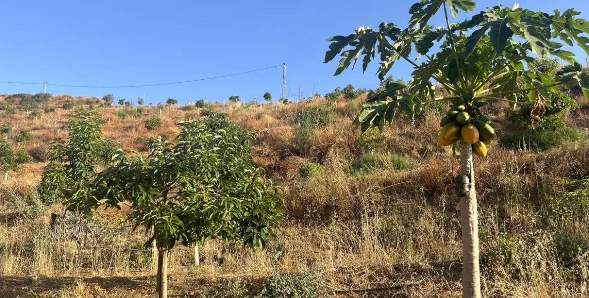 Продажа  жилого участка в Alhaurín el Grande 5