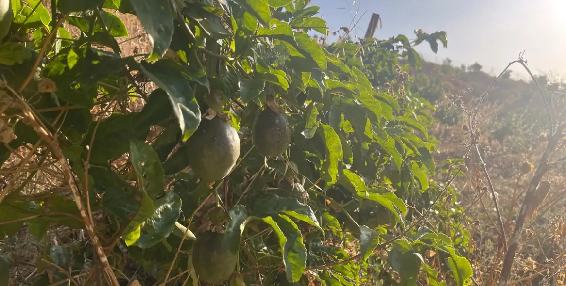 Продажа  жилого участка в Alhaurín el Grande 6