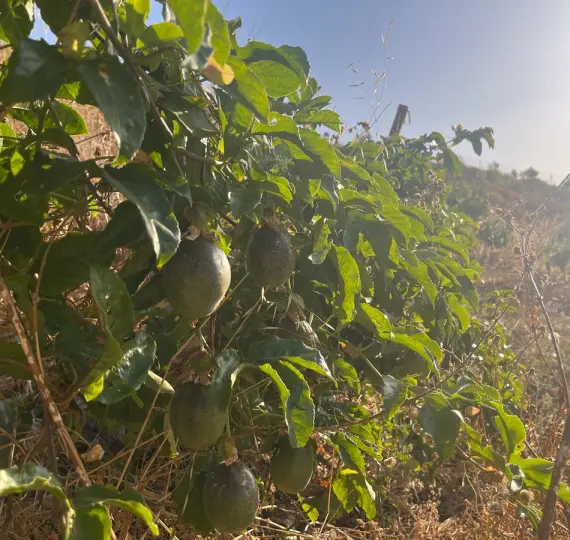 Venta de parcela residencial en Alhaurín el Grande