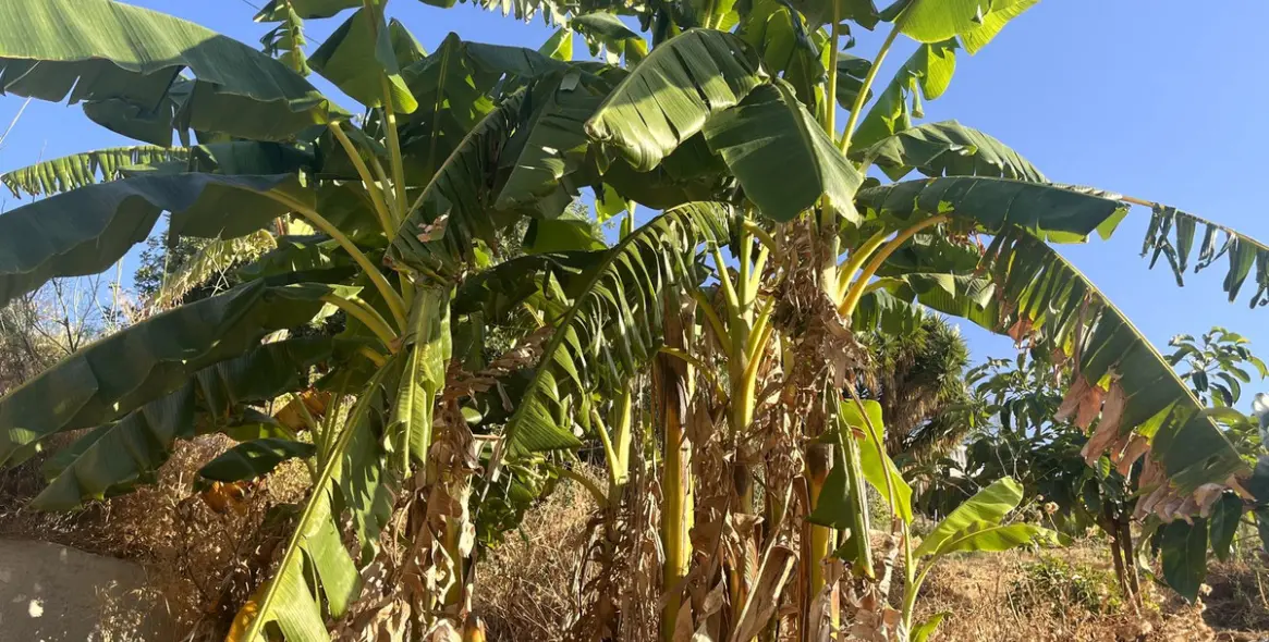 Продажа  жилого участка в Alhaurín el Grande 7