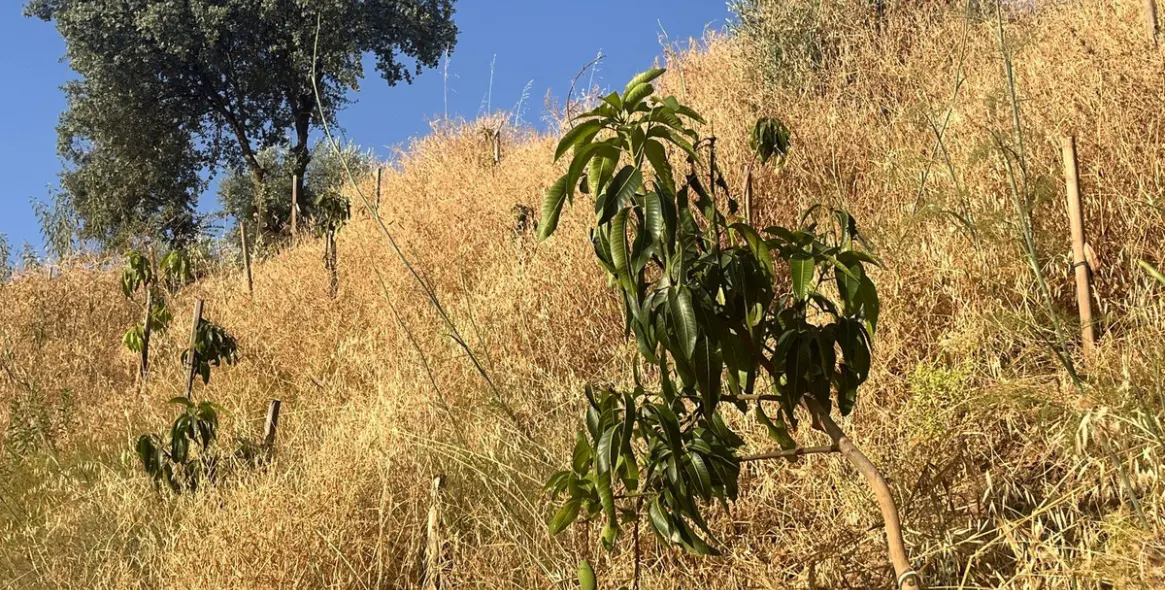 Продажа  жилого участка в Alhaurín el Grande 10