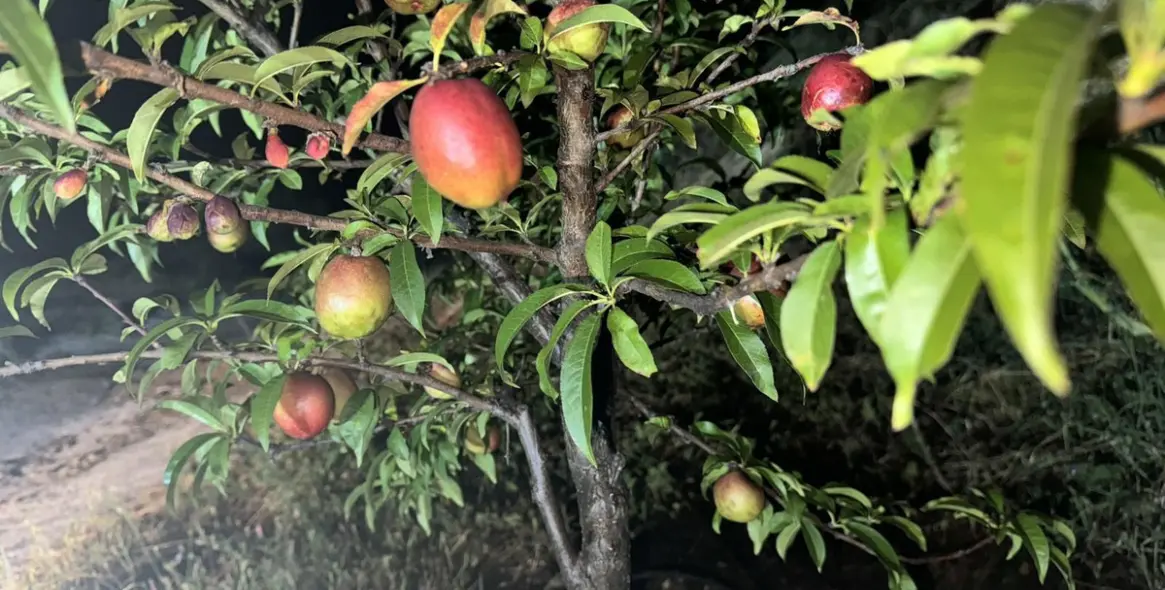 Продажа  жилого участка в Alhaurín el Grande 11