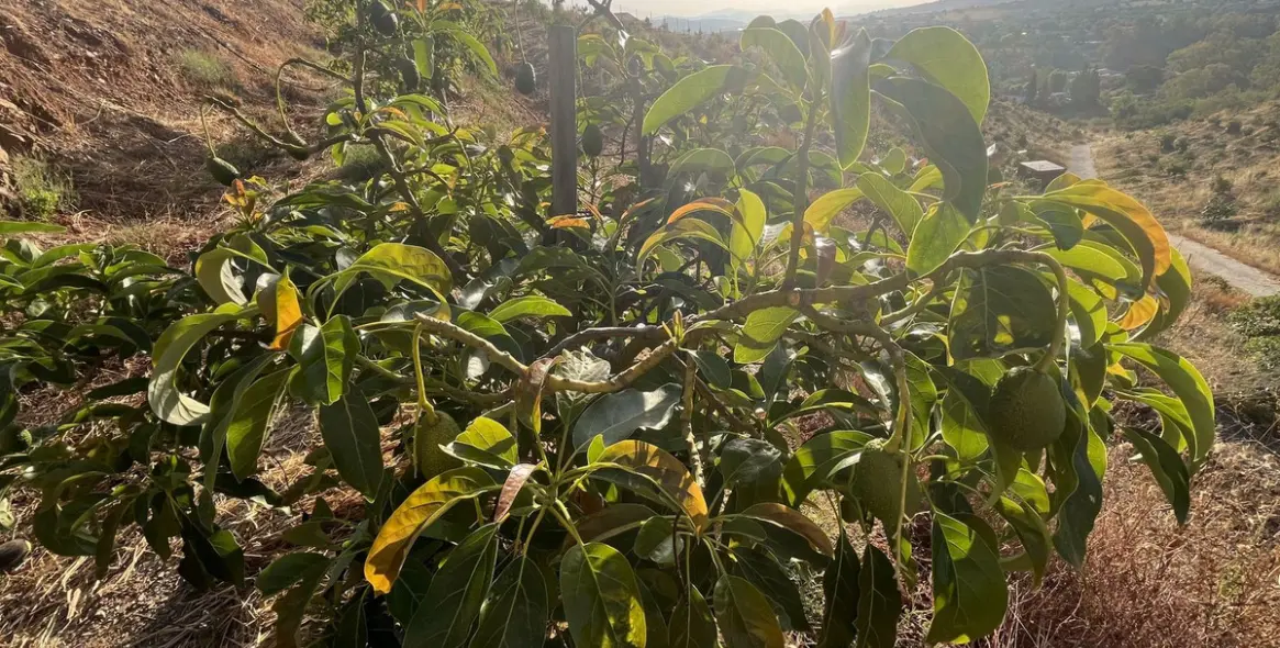 Продажа  жилого участка в Alhaurín el Grande 13