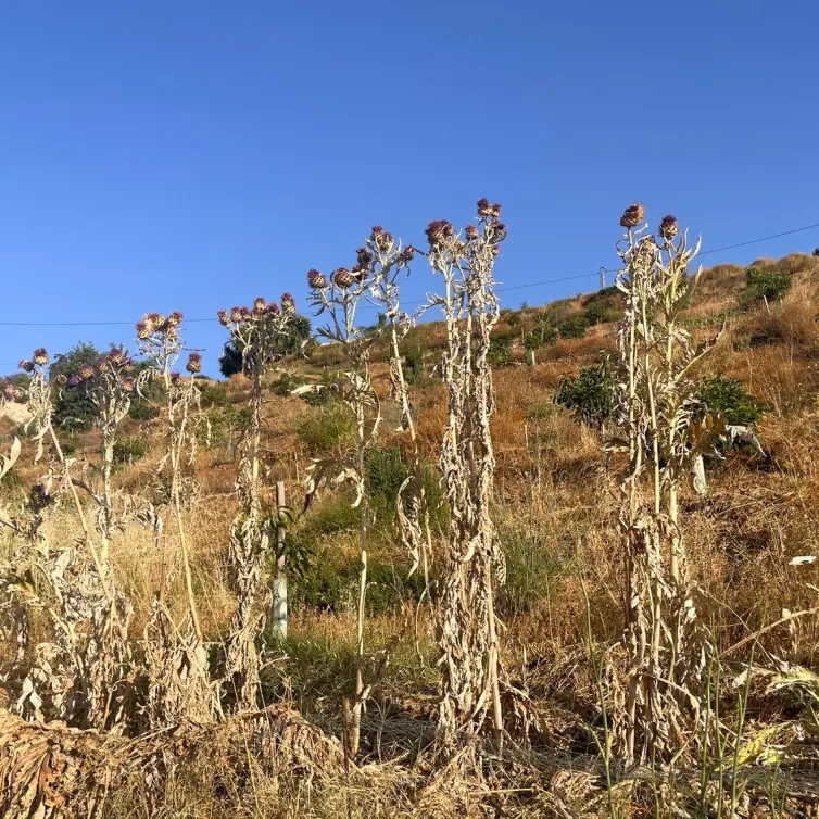 Sale of residential plot in Alhaurín el Grande