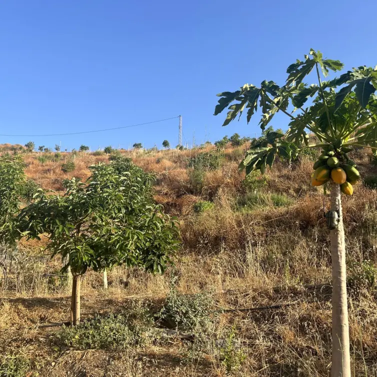 Sale of residential plot in Alhaurín el Grande