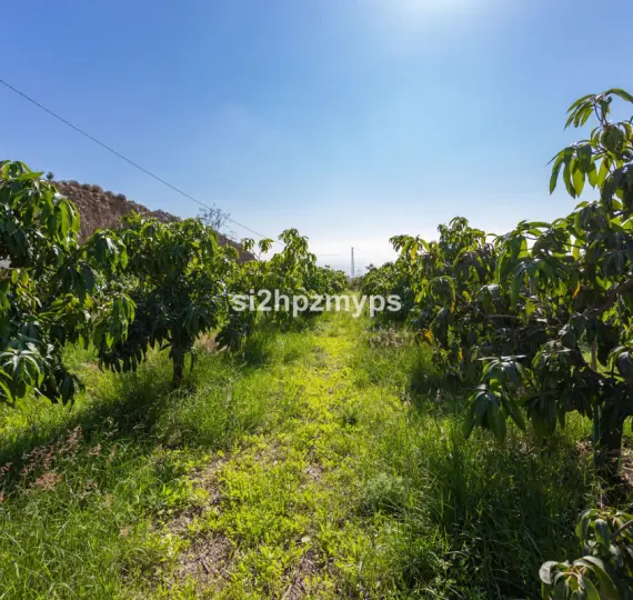 Sale of detached villa in Algarrobo