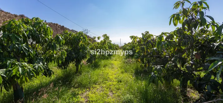 Sale of detached villa in Algarrobo 3