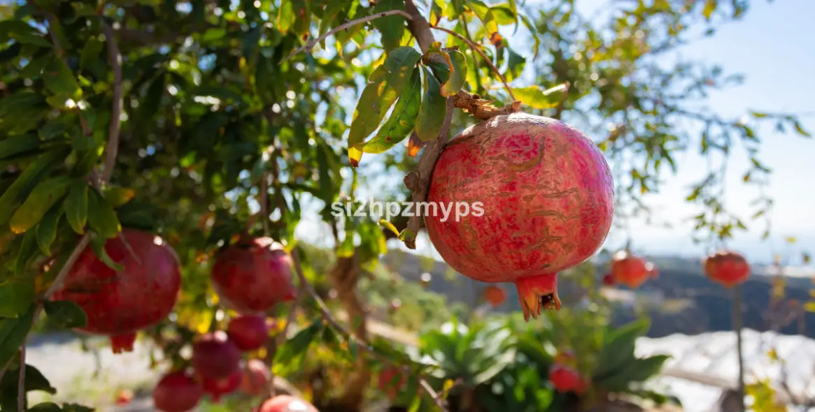 Sale of detached villa in Algarrobo 22