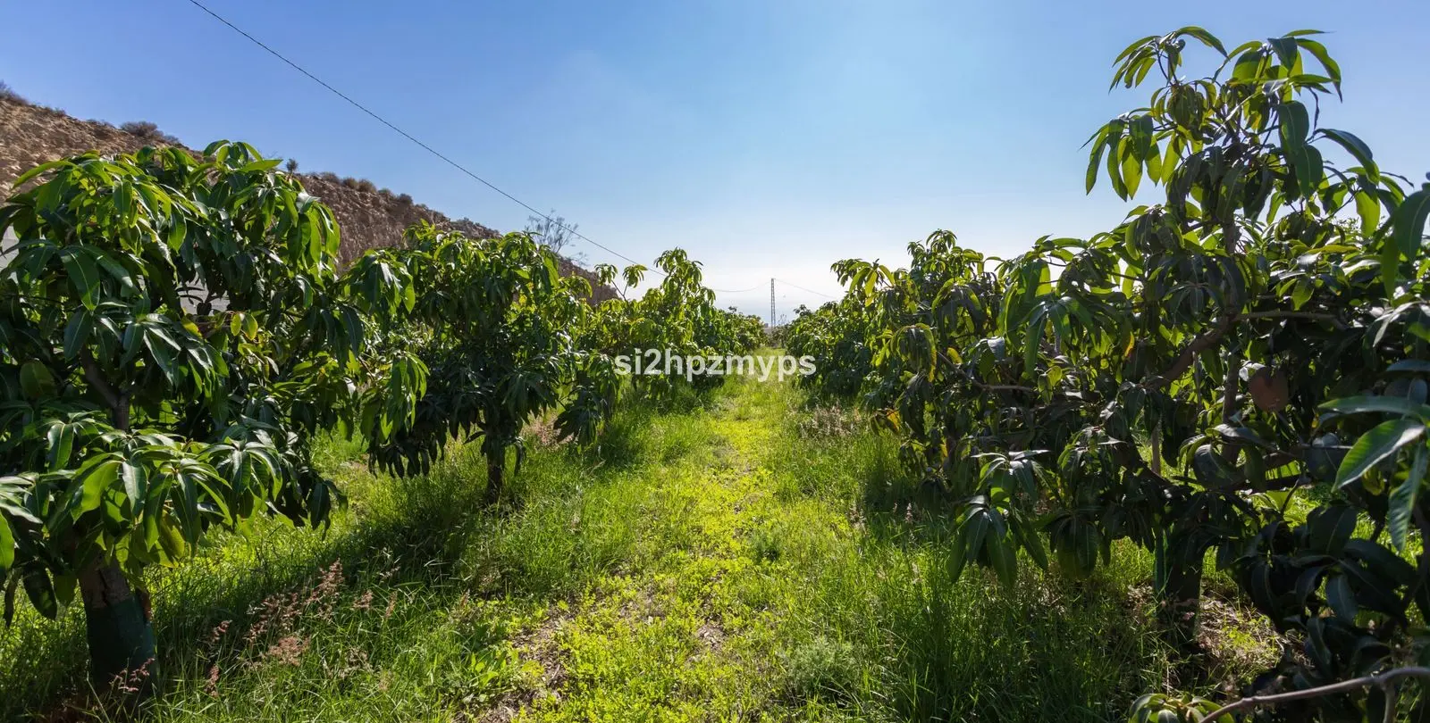 Sale of detached villa in Algarrobo 4