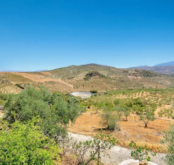 Sale of finca - cortijo in Tolox