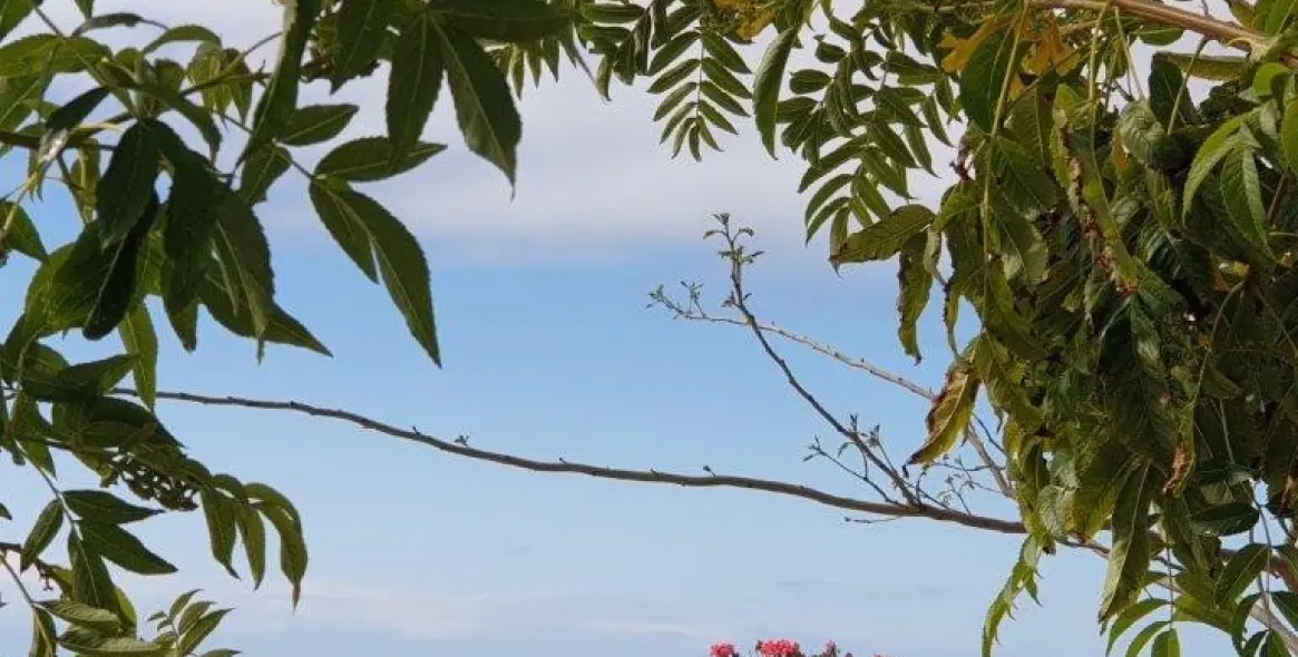 Sale of detached villa in Arenas 8