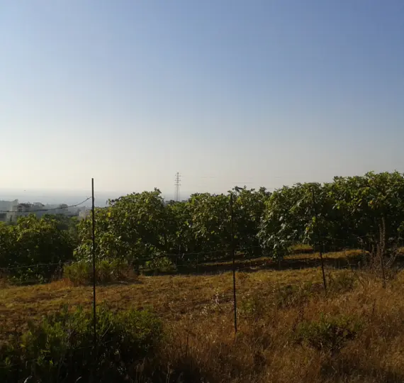 Venta de parcela residencial en Casares