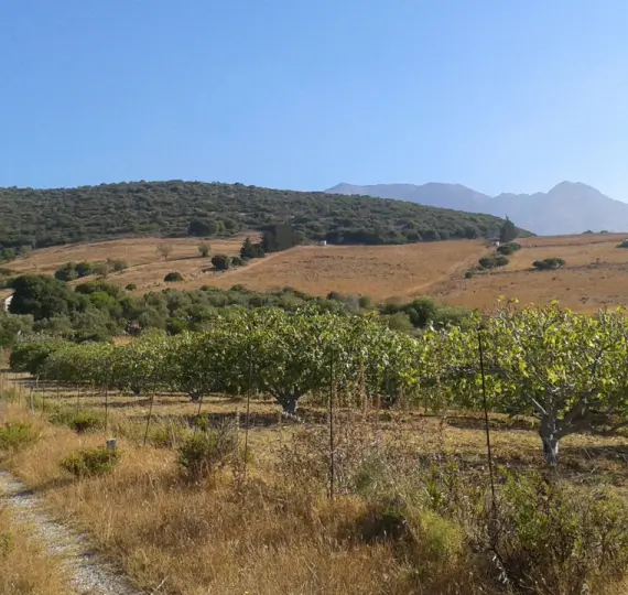 Venta de parcela residencial en Casares