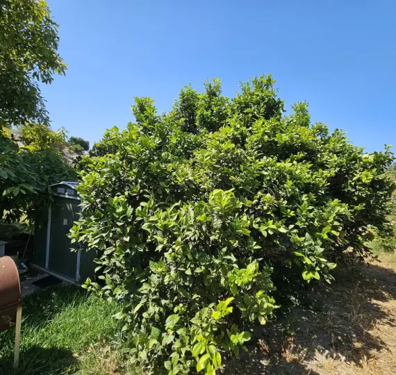 Продажа  отдельно стоящей виллы в Casares