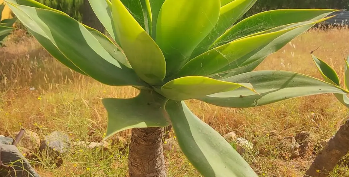 Продажа финки в La Cala 13