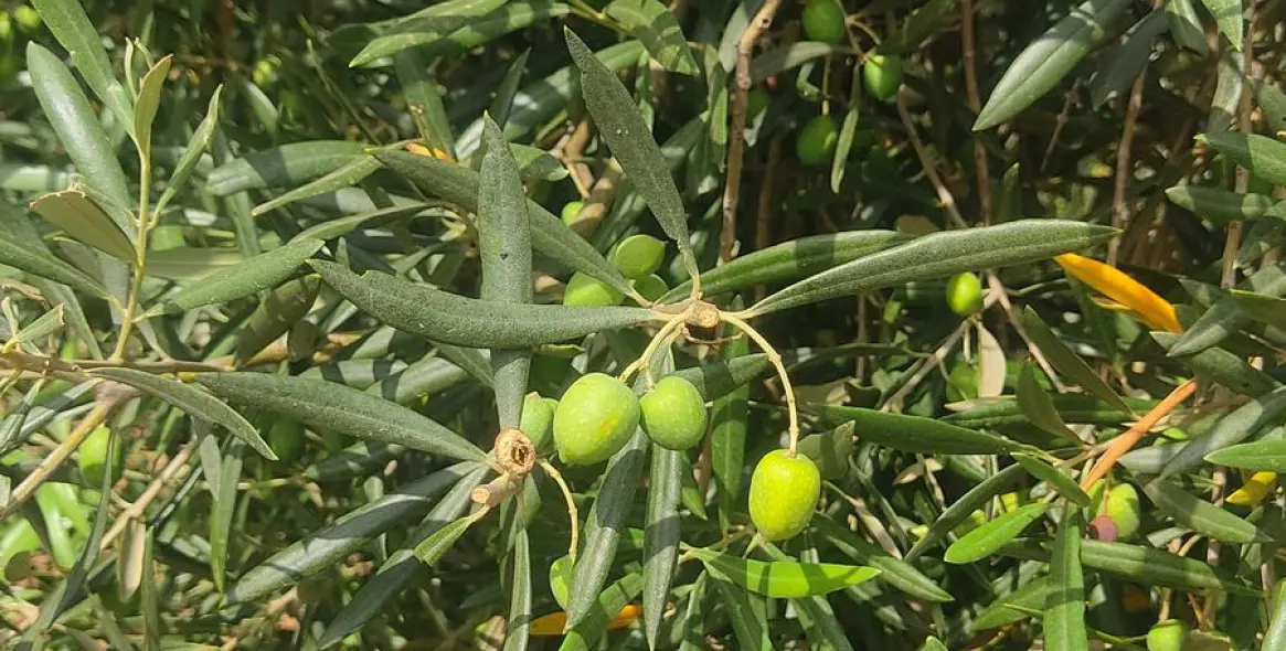 Продажа финки в La Cala 17