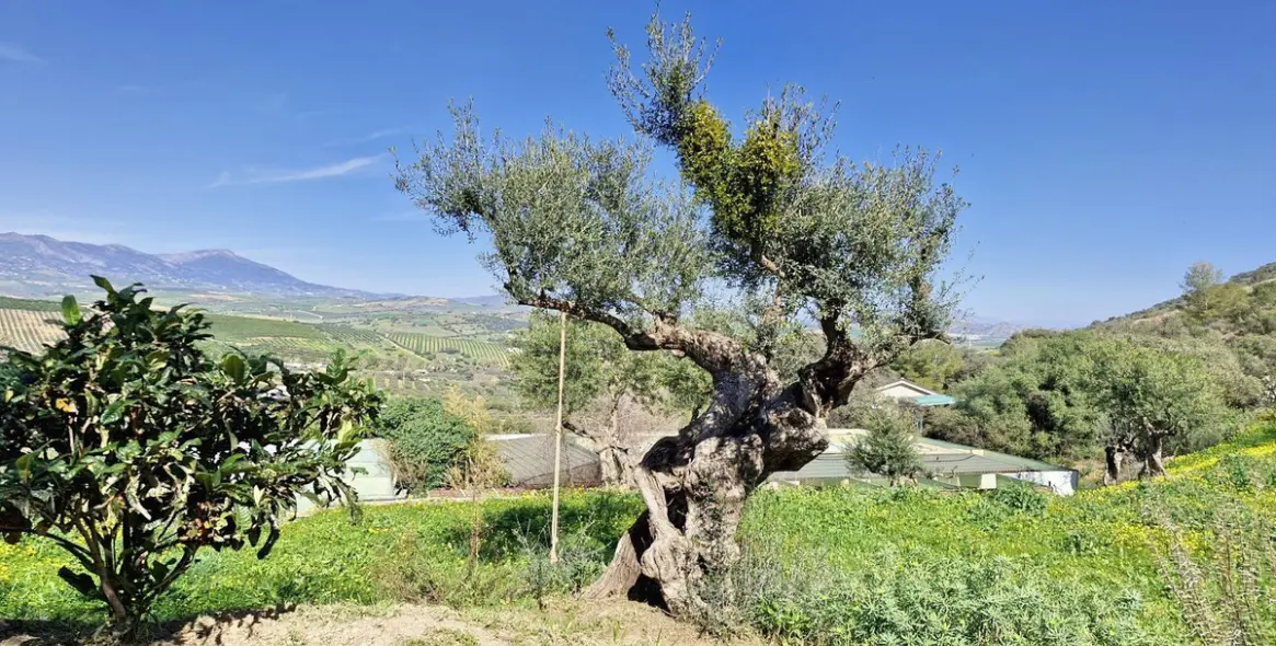 Sale of finca - cortijo in Coín 34