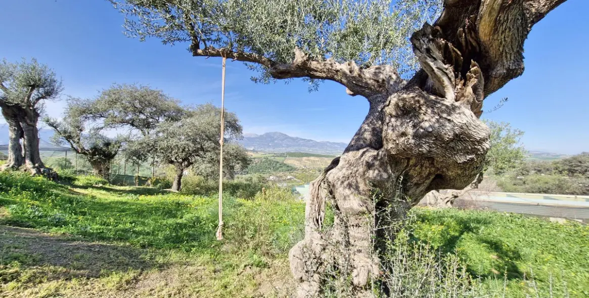 Sale of finca - cortijo in Coín 45