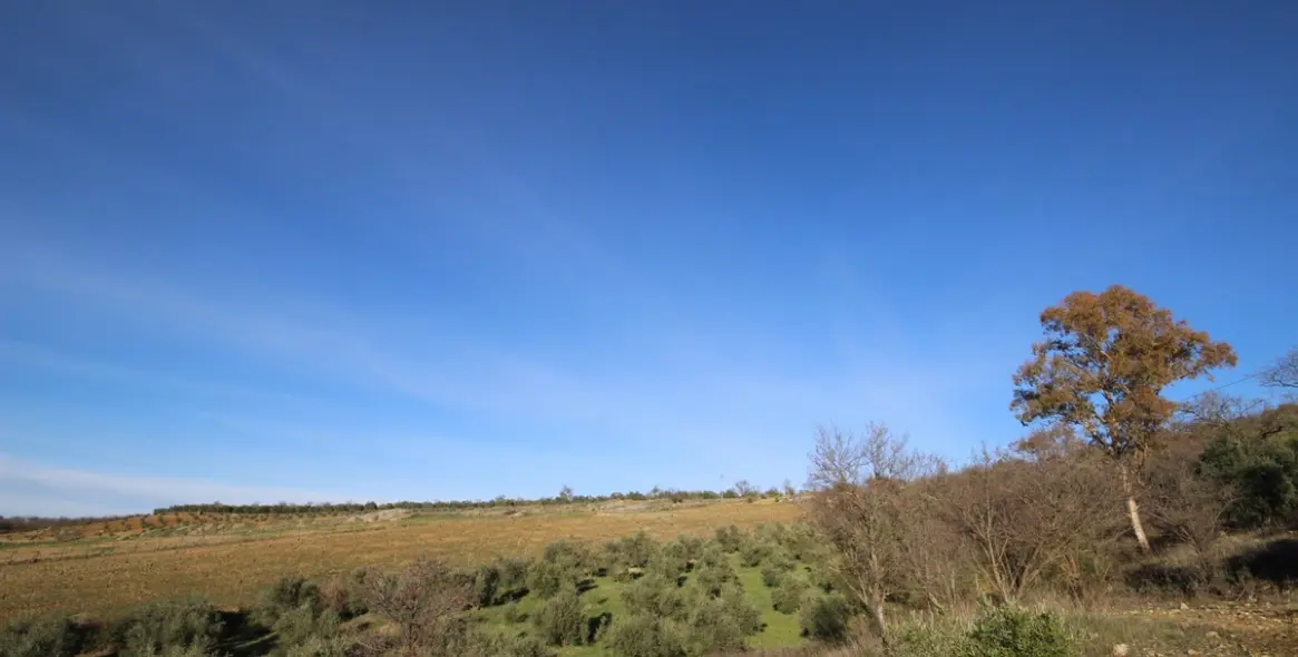 Sale of finca - cortijo in Ronda 19