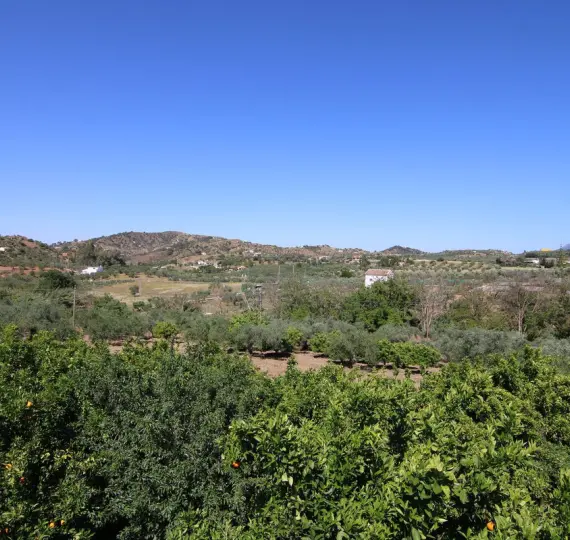 Sale of finca - cortijo in Monda