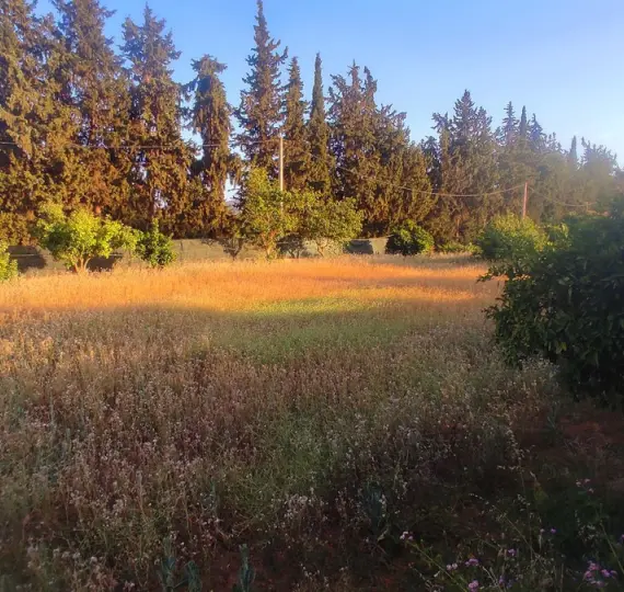 Sale of finca - cortijo in La Cala