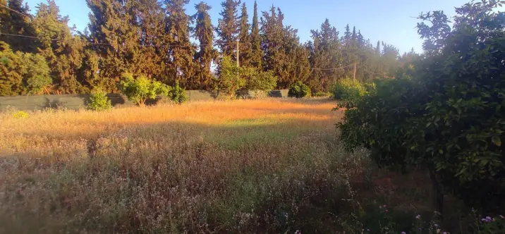 Sale of finca - cortijo in La Cala 3