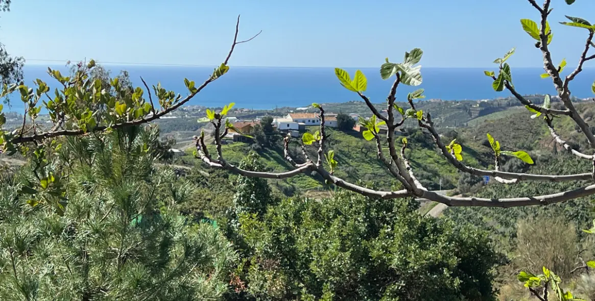 Продажа  отдельно стоящей виллы в Almayate 4