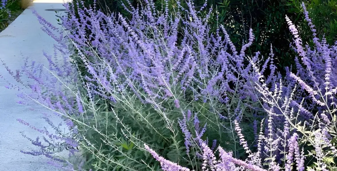 Sale of ground floor apartment in Cancelada 11