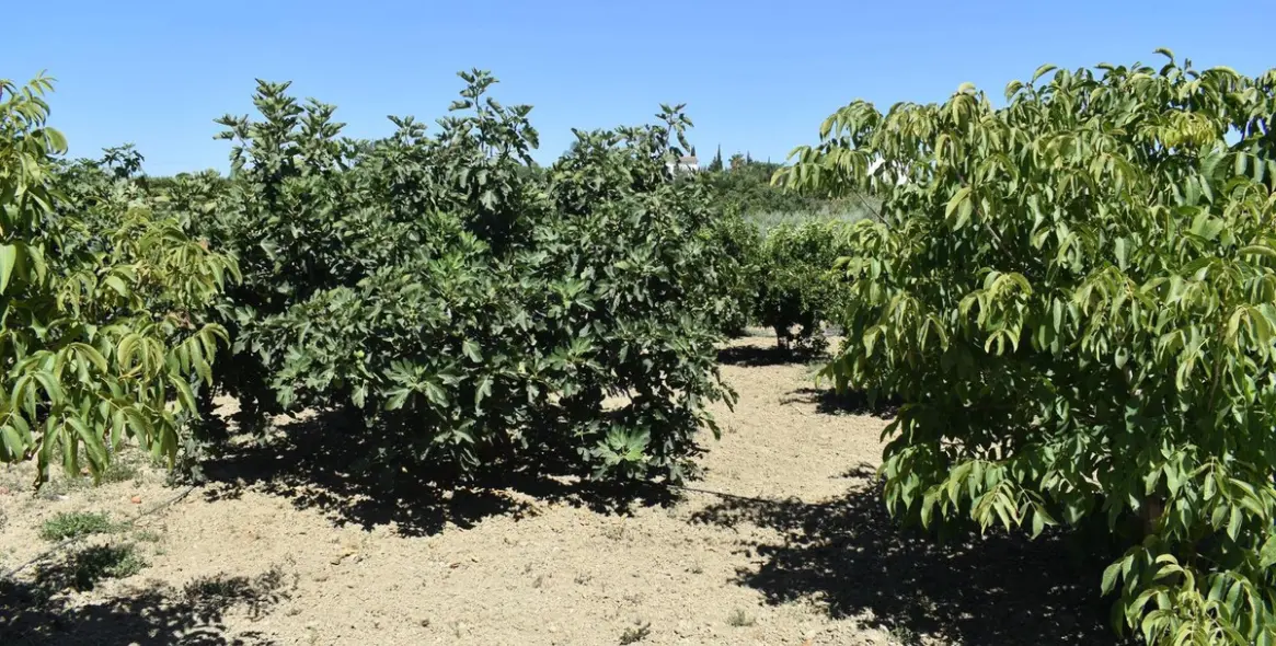 Продажа финки в Alhaurín el Grande 22