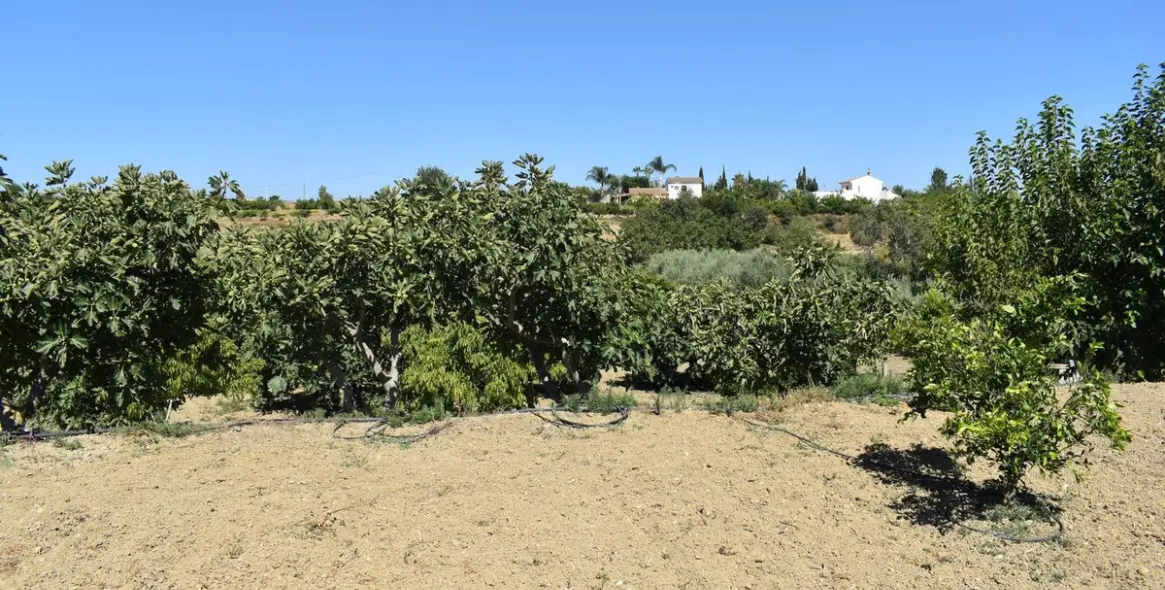 Продажа финки в Alhaurín el Grande 31